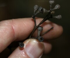 Eucalyptus campanulata