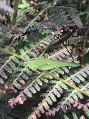 Phaneroptera nigroantennata