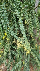 Acacia pravissima