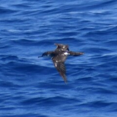 Puffinus lherminieri