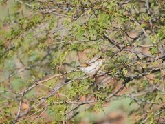 Pardalotus rubricatus