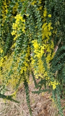 Acacia pravissima