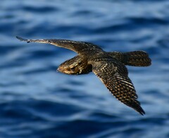 Antrostomus carolinensis