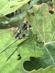 Phaneroptera nigroantennata