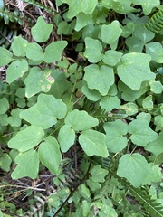 Vancouveria hexandra