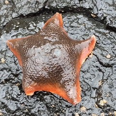 Patiriella regularis