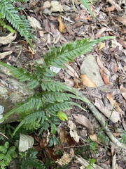 Pteris dispar