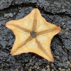 Patiriella regularis