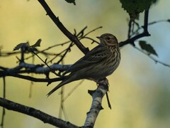 Anthus trivialis