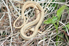 Thamnophis saurita