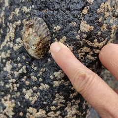 Cellana radians