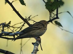 Anthus trivialis