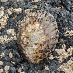 Cellana radians
