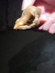 Clibanarius vittatus