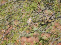 Pardalotus rubricatus