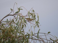 Pardalotus rubricatus