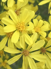 Senecio spartioides