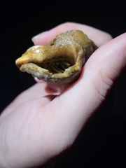 Clibanarius vittatus