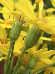 Senecio spartioides