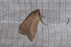 Dichagyris variabilis