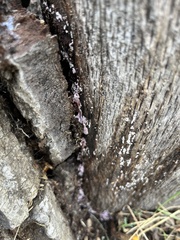 Punctularia atropurpurascens