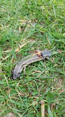 Oligosoma polychroma