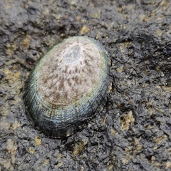 Cellana radians