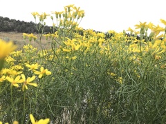 Senecio spartioides