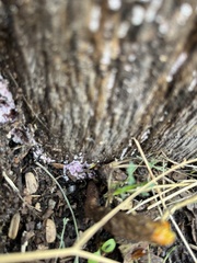 Punctularia atropurpurascens