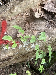 Causonis corniculata