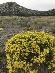 Senecio spartioides