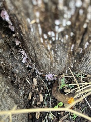 Punctularia atropurpurascens