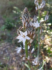 Asphodelus ramosus