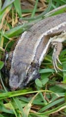 Oligosoma polychroma