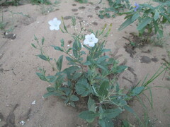 Ruellia metziae