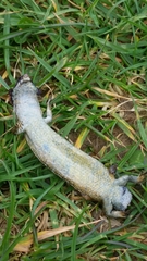 Oligosoma polychroma