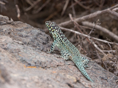 Liolaemus zapallarensis