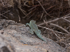 Liolaemus zapallarensis