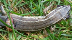 Oligosoma polychroma