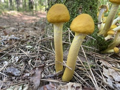 Physalacriaceae