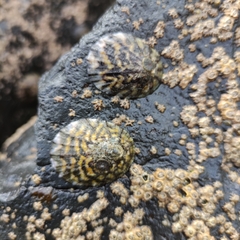 Cellana radians