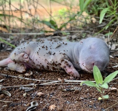 Sylvilagus cunicularius