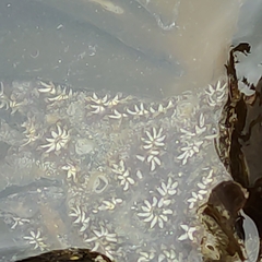 Botryllus