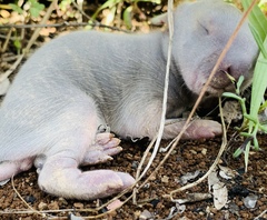 Sylvilagus cunicularius