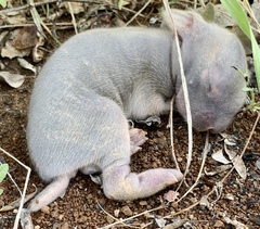 Sylvilagus cunicularius