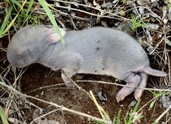 Sylvilagus cunicularius