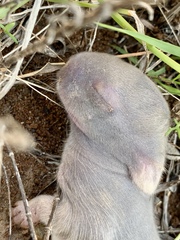 Sylvilagus cunicularius