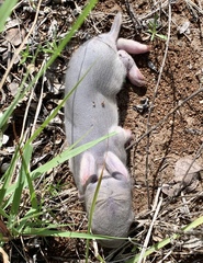 Sylvilagus cunicularius