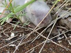 Sylvilagus cunicularius