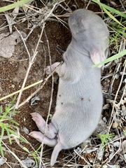 Sylvilagus cunicularius